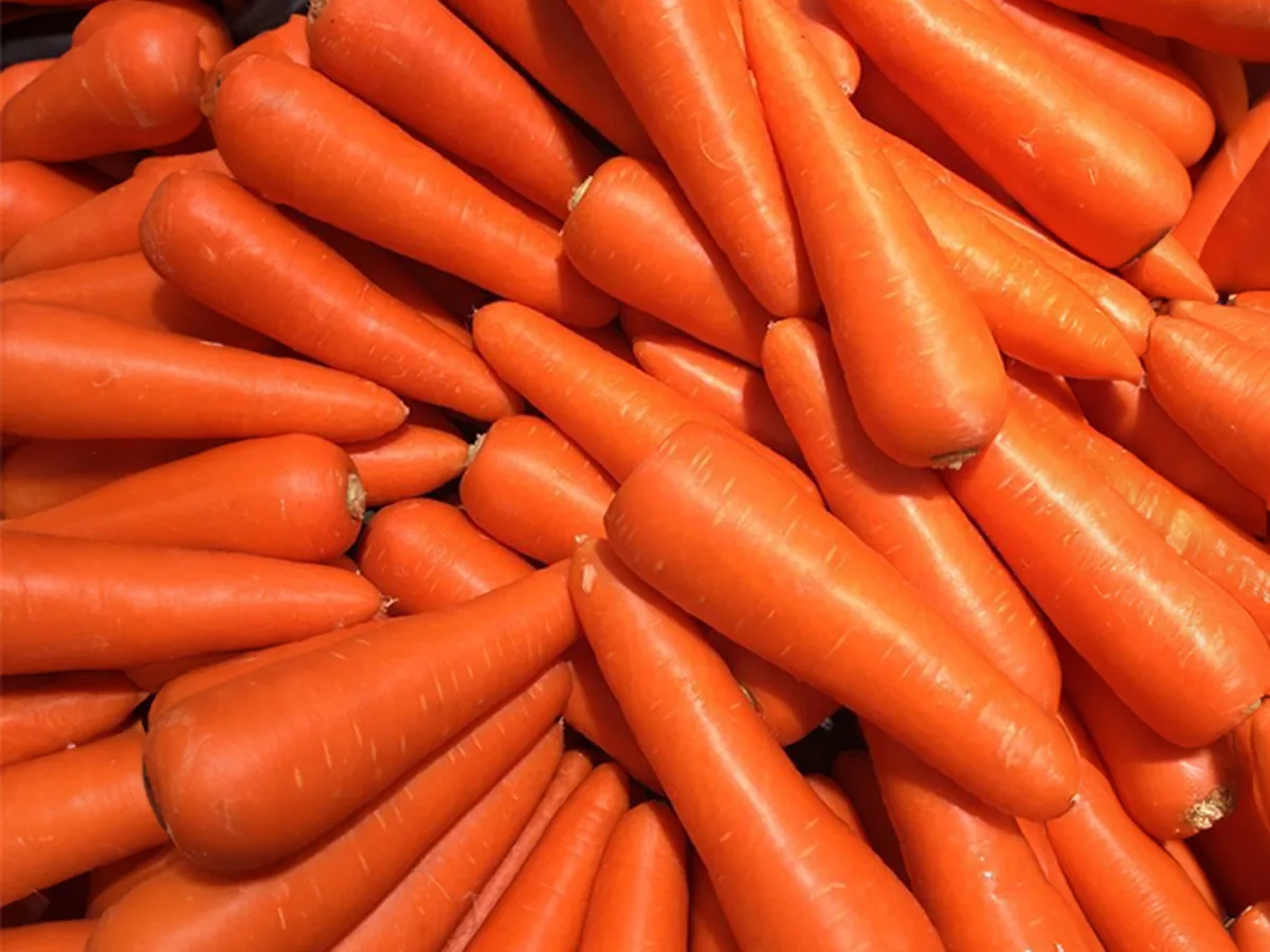 Carottes