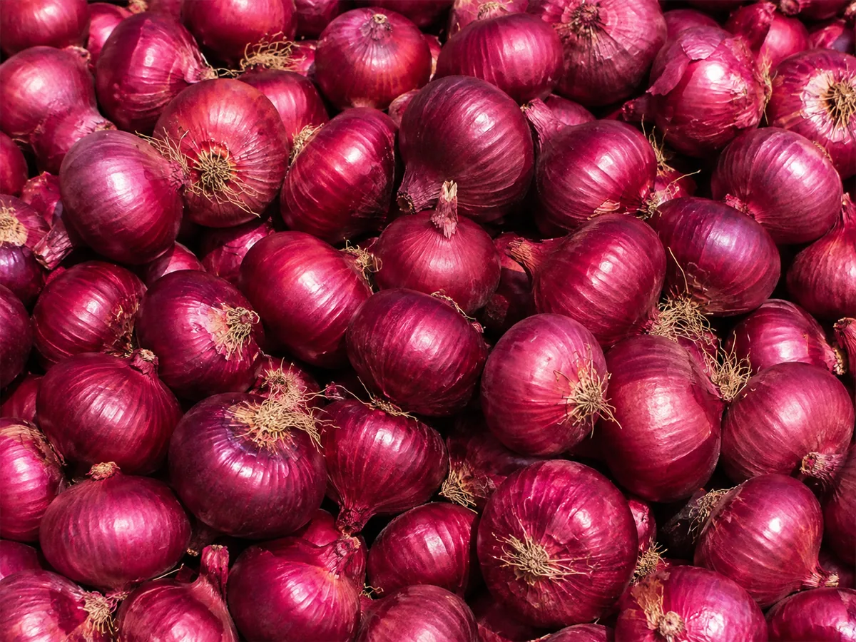 البصل